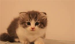 养了就想“退货”的6种猫咪，英短猫上榜，有你家主子吗？