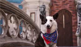 越来越多人养狗，而最喜欢养狗的竟是这几种人