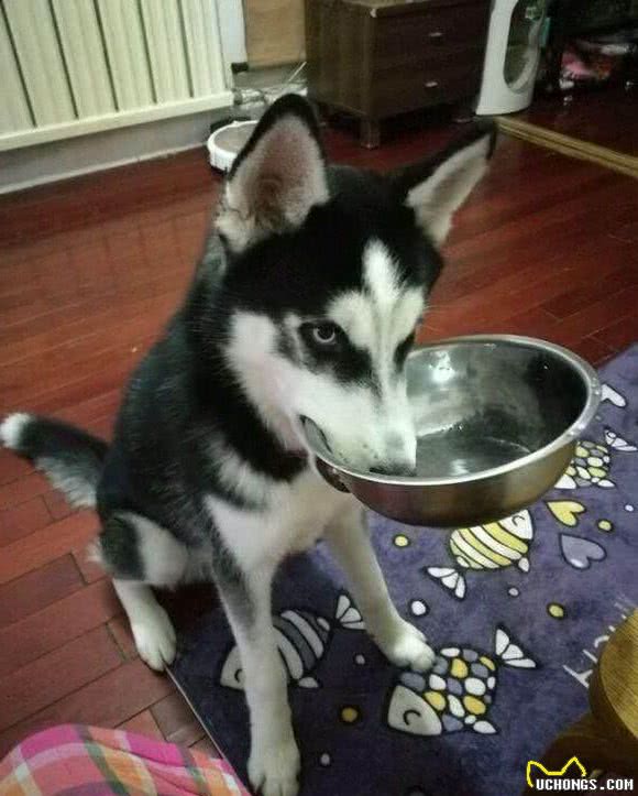 狗狗突然用屁股磨地，这是怎么了？