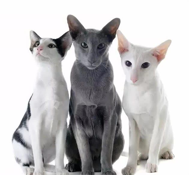 东奇尼猫多少钱一只，东奇尼猫价格