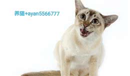 东奇尼猫多少钱一只，东奇尼猫价格