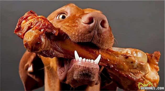 狗狗挑食怎么办？“饿一顿就好”真的靠谱吗？