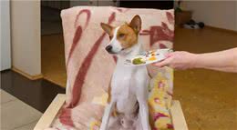 狗狗挑食怎么办？“饿一顿就好”真的靠谱吗？