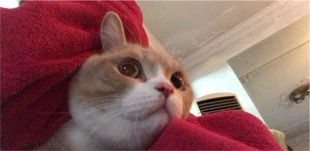 重度贫血猫咪需要输血！很抱歉我的猫不能去献血！猫咪血液常识！
