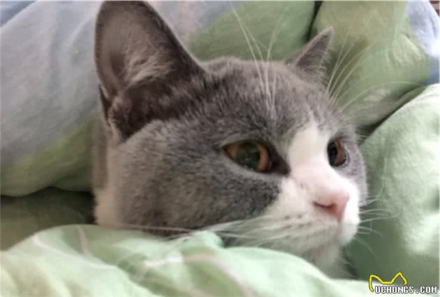 重度贫血猫咪需要输血！很抱歉我的猫不能去献血！猫咪血液常识！