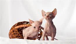 “猫中之狗”无毛猫的6个“缺点”，怪不得那么少人养