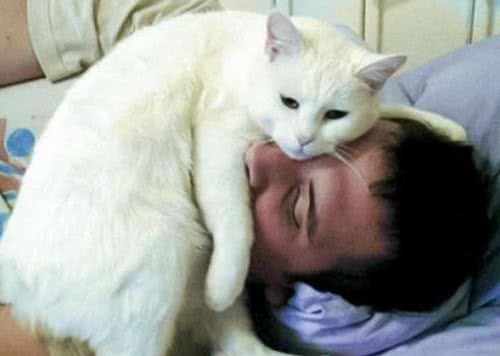 猫咪这5个行为是在“保护”主人，有多少人误会了？