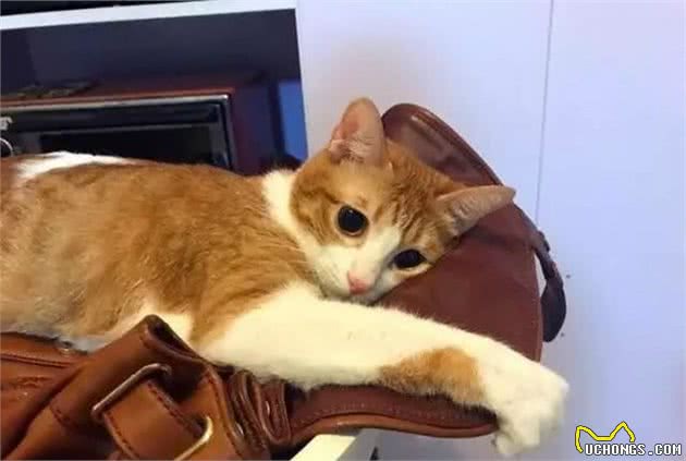 猫咪这5个行为是在“保护”主人，有多少人误会了？