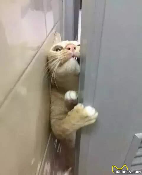 猫咪这5个行为是在“保护”主人，有多少人误会了？