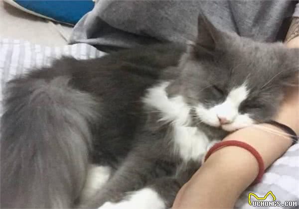 猫咪这5个行为是在“保护”主人，有多少人误会了？