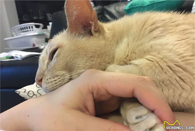猫咪这5个行为是在“保护”主人，有多少人误会了？