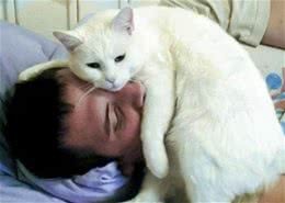 猫咪这5个行为是在“保护”主人，有多少人误会了？