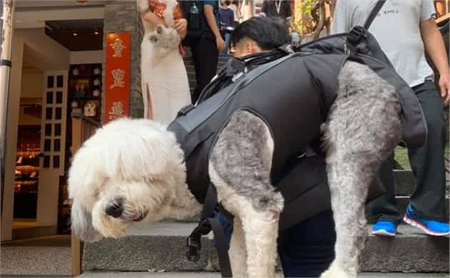 铲屎官背着30公斤的狗狗走遍景区：如果可以，还想带它去旅行