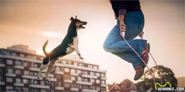 镜头下的这些狗狗，每一只都让人无限遐想和感动