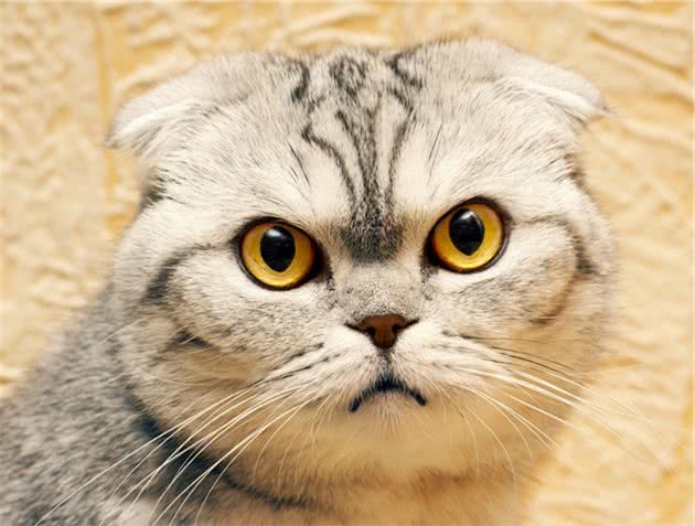 折耳猫为何一度被终止繁殖，带你走近悲哀与美貌共存的背后秘密