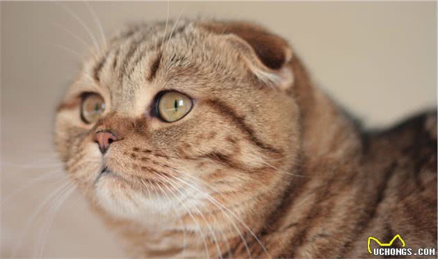 折耳猫为何一度被终止繁殖，带你走近悲哀与美貌共存的背后秘密