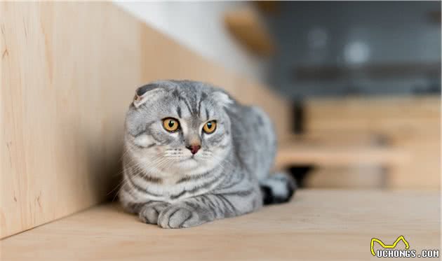 折耳猫为何一度被终止繁殖，带你走近悲哀与美貌共存的背后秘密
