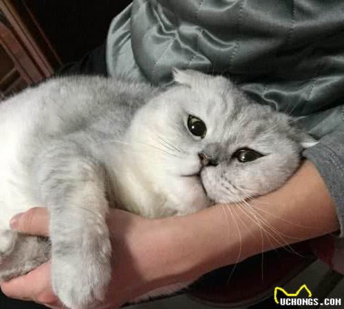 折耳猫为何一度被终止繁殖，带你走近悲哀与美貌共存的背后秘密