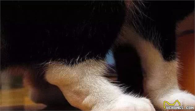 折耳猫为何一度被终止繁殖，带你走近悲哀与美貌共存的背后秘密