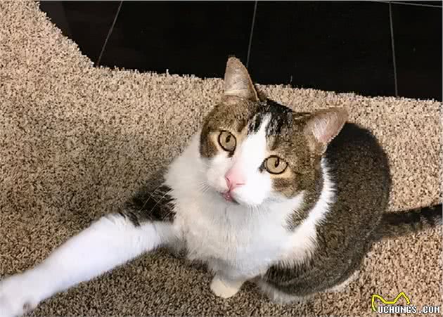 狗狗的焦虑症被橘猫治愈了
