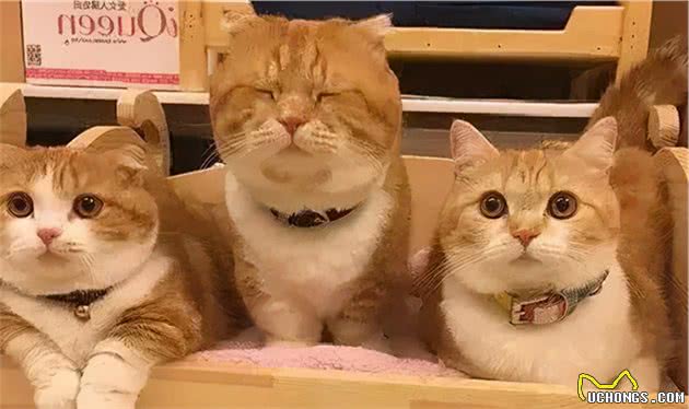狗狗的焦虑症被橘猫治愈了