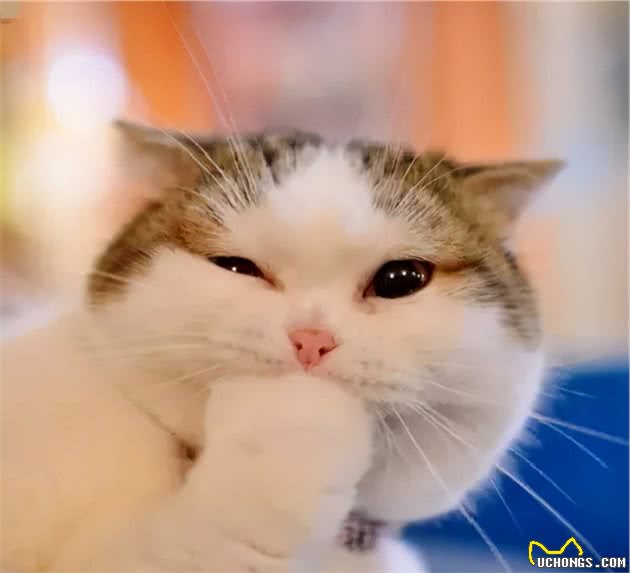 狗狗的焦虑症被橘猫治愈了
