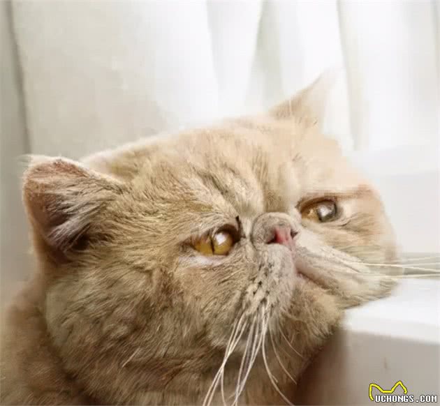 狗狗的焦虑症被橘猫治愈了
