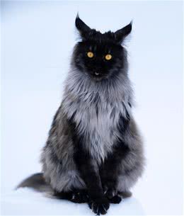 这只缅因猫的经验告诉我们，脸黑不仅威严还显得脸小