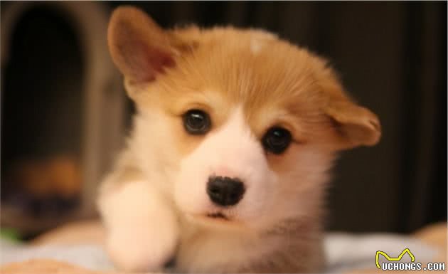 柯基幼犬怎么养？最科学的7个方法，请收好