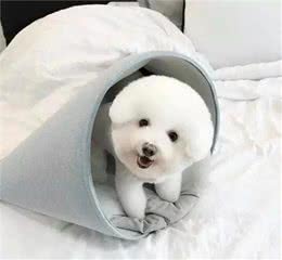 小狗刚到家，需要买什么