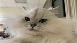 金吉拉毛太长，它睡醒后狂炸毛，网友笑翻：是鳌拜