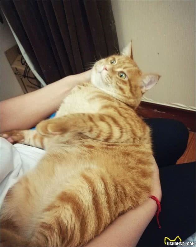 橘猫啊，为何你如此之胖？看完这篇你就懂了
