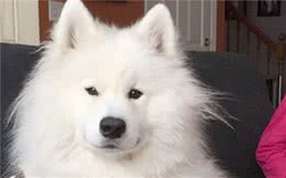 铲屎官送萨摩去美容，不想竟剃成了一只斗牛犬？