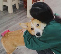 养不熟的狗狗，宠主几乎都违背了这5点，最基本的养狗常识