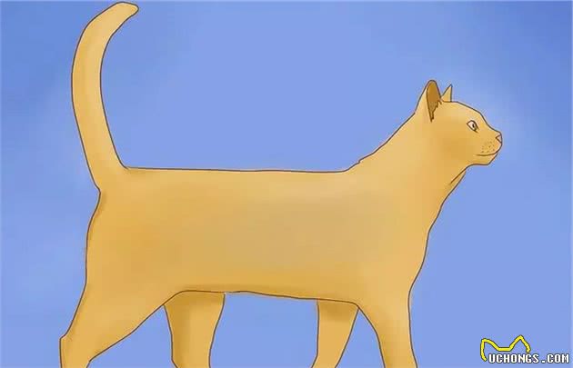 学会这些猫语，你的猫也许会像狗狗一样握手