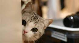学会这些猫语，你的猫也许会像狗狗一样握手