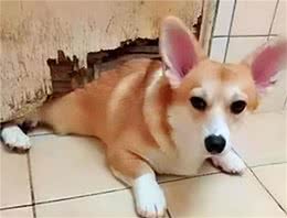 15个狗狗怪异行为：看你上厕所，私藏东西，你家狗中了几个