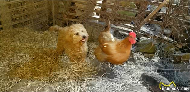 为什么泰迪犬总是遭到“抛弃”？网友：这几点养了才知道