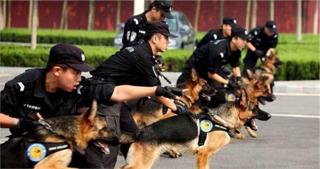 这几种狗，是警犬中的“精英”，可以为国效力