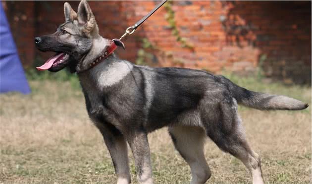 这几种狗，是警犬中的“精英”，可以为国效力