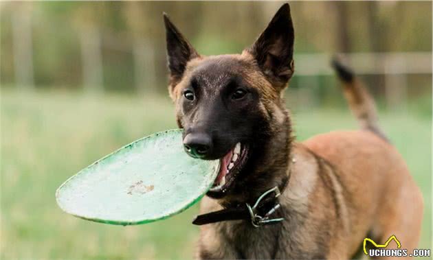 这几种狗，是警犬中的“精英”，可以为国效力