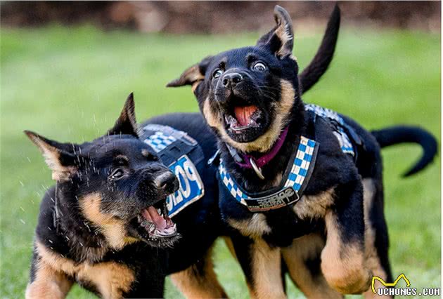 这几种狗，是警犬中的“精英”，可以为国效力