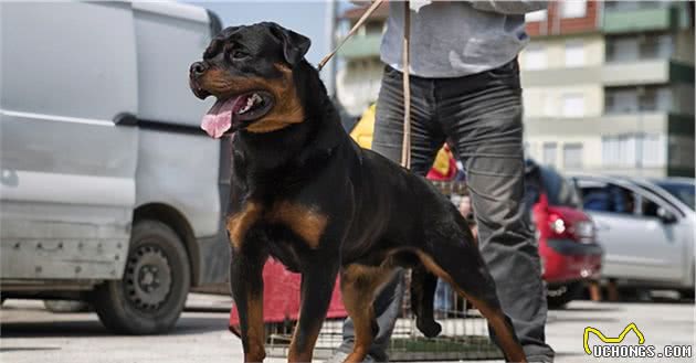 这几种狗，是警犬中的“精英”，可以为国效力