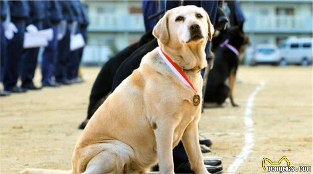 这几种狗，是警犬中的“精英”，可以为国效力