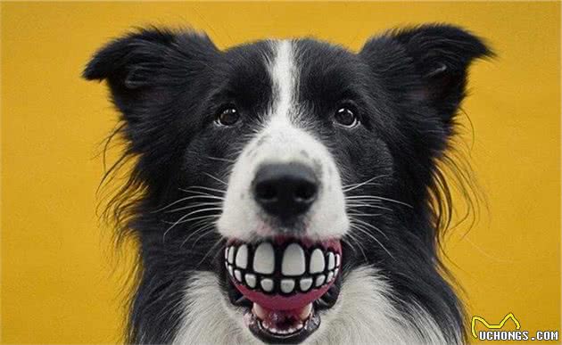 边境牧羊犬有这6种行为，说明看不起你，觉得你太蠢了