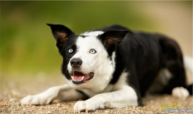 边境牧羊犬有这6种行为，说明看不起你，觉得你太蠢了