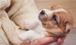 狗狗深爱主人的6种表现，真的是满眼都是你