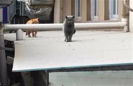 蓝猫离家出走后，再回来时带了一位伙伴，主人却不知该喜还是忧