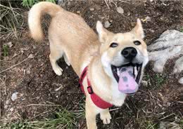 土狗可以当宠物狗养吗？