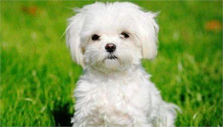 最富的玛尔济斯犬，主人1200万美元让其继承，24小时被保护